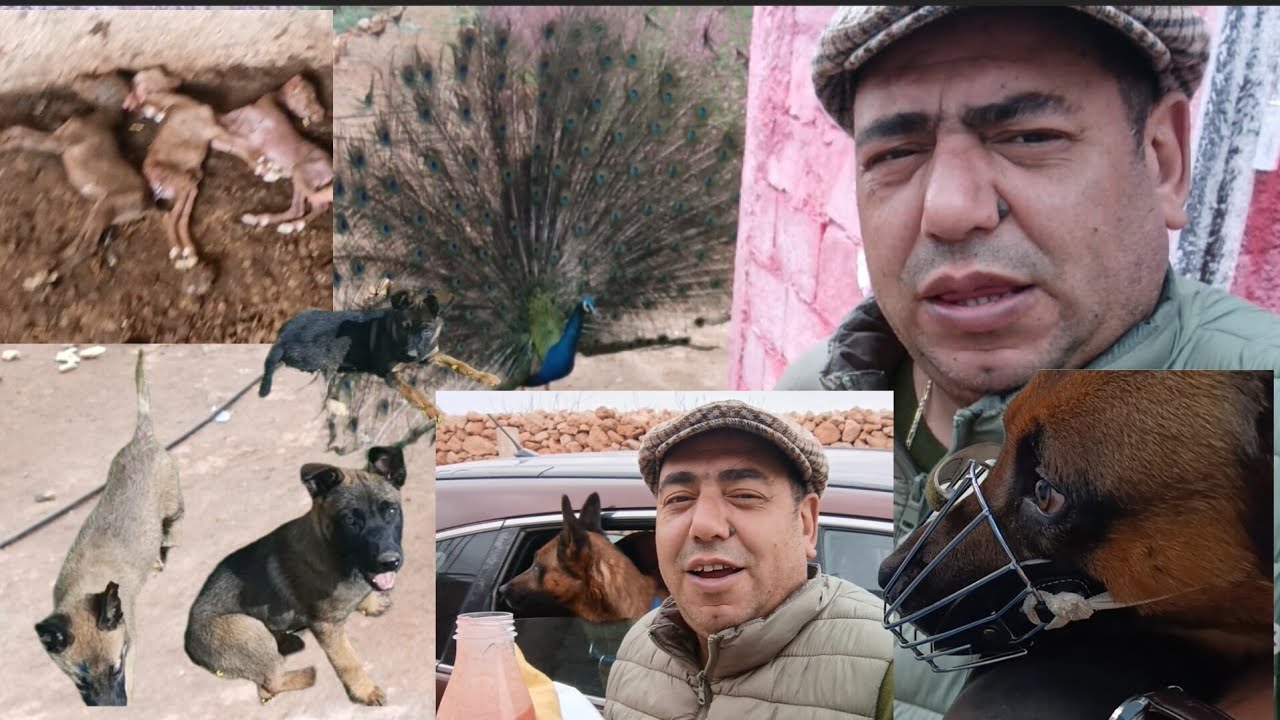 اليوم السابع عشر من رمضان⁉️نهاري في مزرعة بلادي🔥 هدشي لي عطى الله🏞️