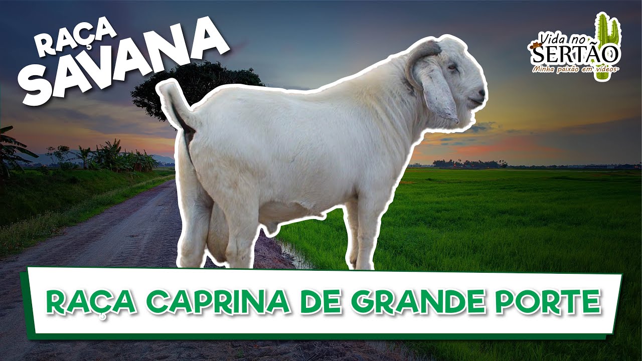 SAVANA: RAÇA CAPRINA DE GRANDE PORTE