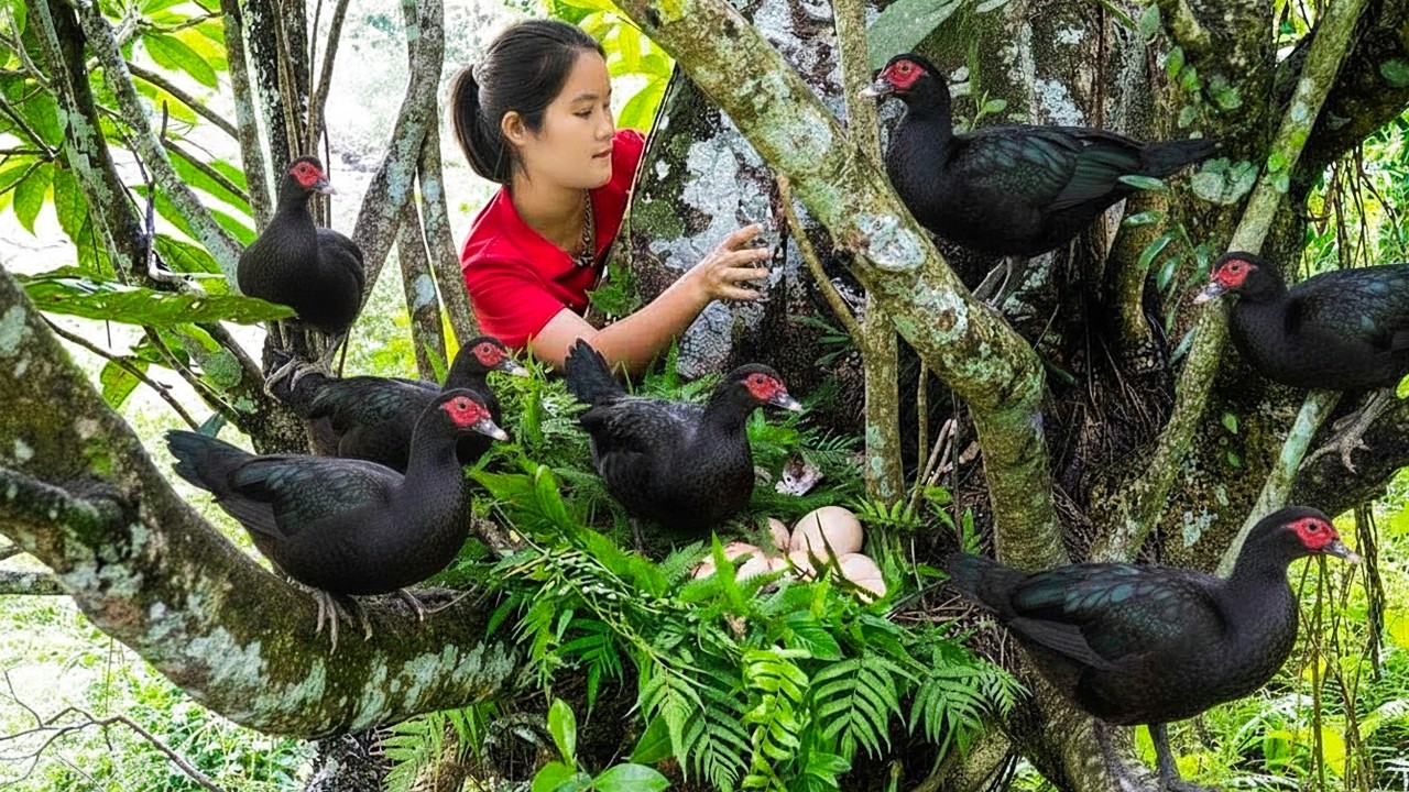Harvesting Wild Black Ducks & Fresh Eggs in Nature & Goes Market to Sell – Wild Survival Lifestyle