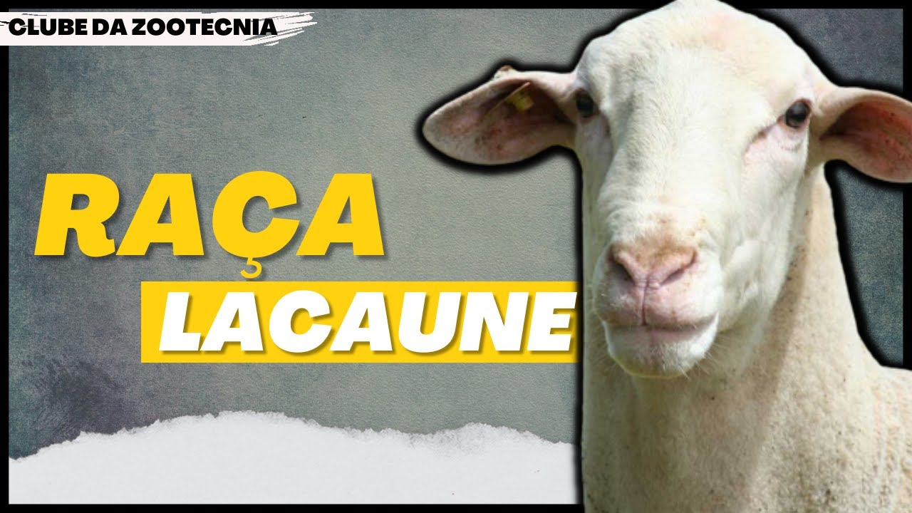 Conheça a  RAÇA LACAUNE