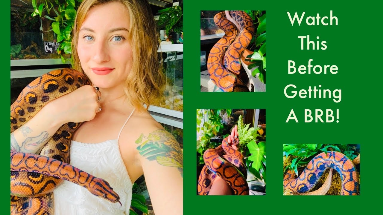 Watch This Before Getting A Brazilian Rainbow Boa!!!