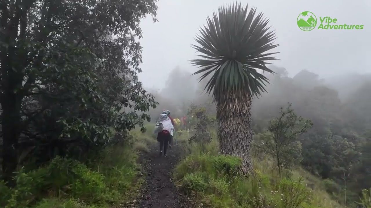 Mexico City Walking Tour Experience with Vibe Adventures