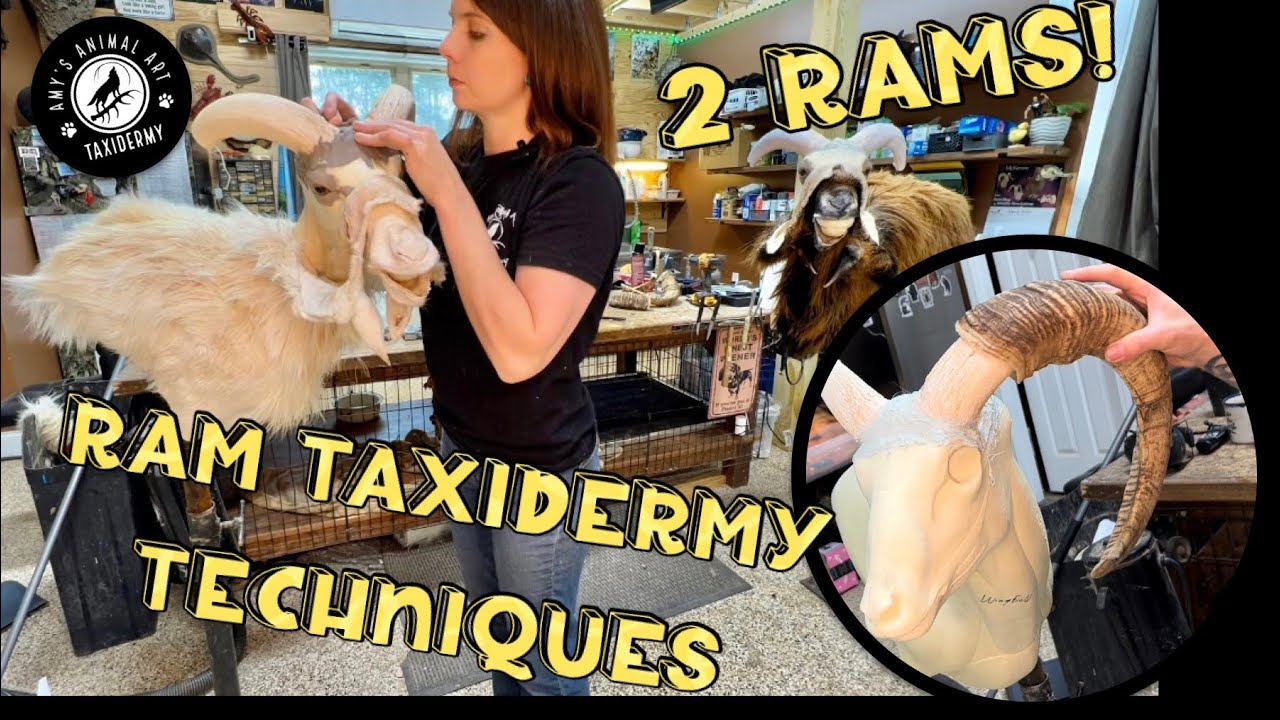 Taxidermy techniques for Rams and beyond - Ear repair, horn and eye setting