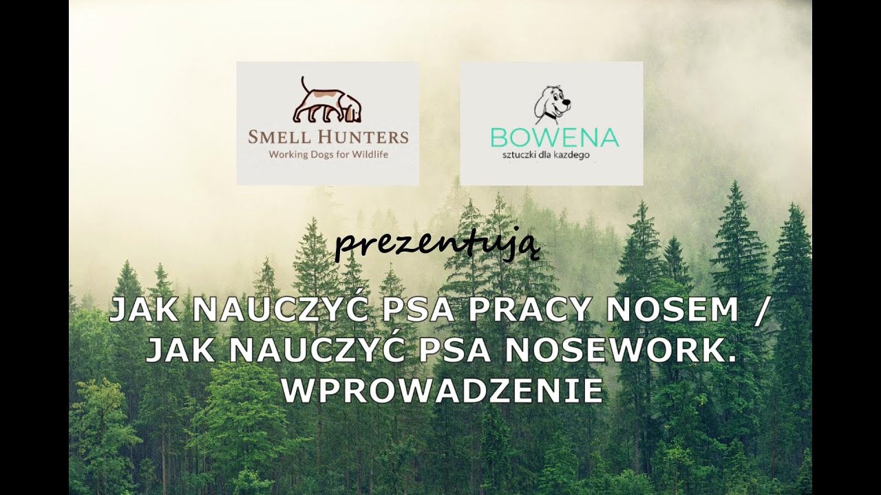 JAK NAUCZYĆ PSA PRACY NOSEM / JAK NAUCZYĆ PSA NOSEWORK. WPROWADZENIE