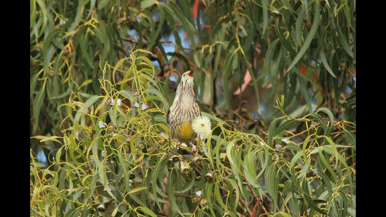 Birds of Tasmania
