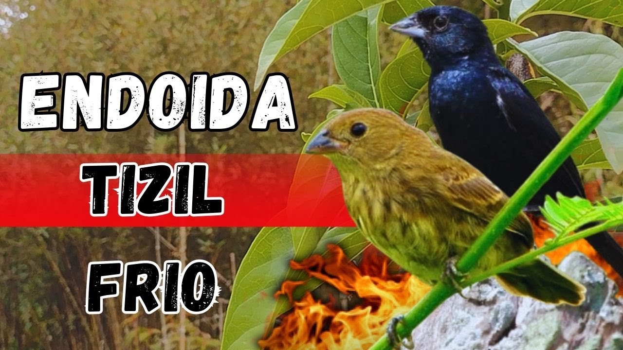 PIADO DE FÊMEA DE TIZIU PARA ESQENTAR TIZIU SEU TIZIU VAI CANTAR NA HORA COM PIADO DE FÊMEA DE TIZIU