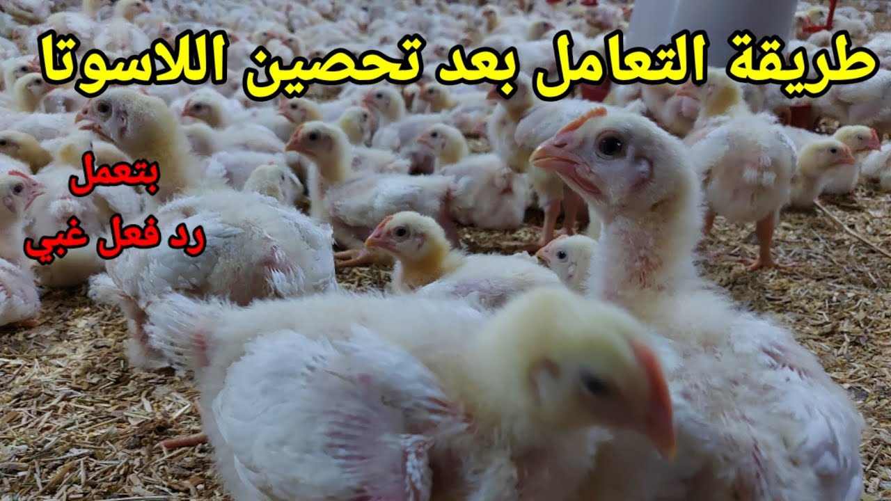 16-لو بتحصن لاسوتا للنيوكسل في الفراخ ومش عاوز يحصل عندك رد فعل للتحصين لازم تعمل برنامج وقائي زي