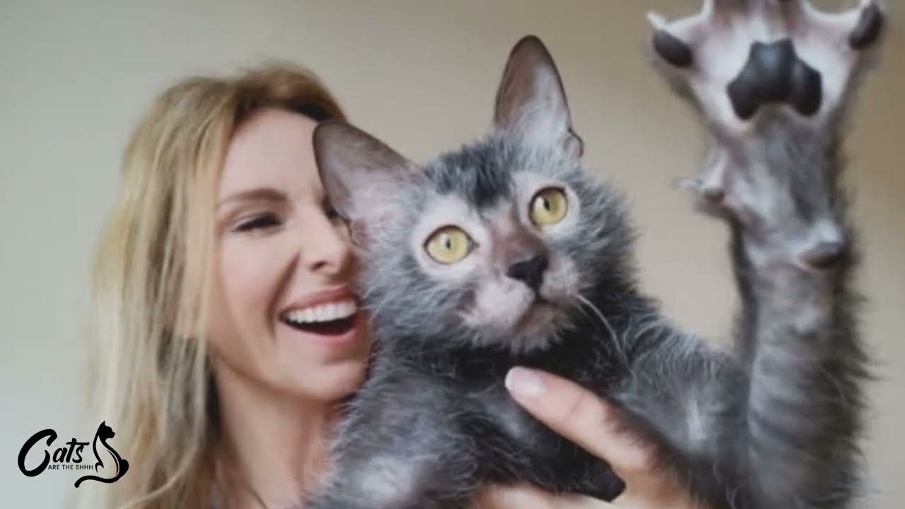 Lykoi Cats What Makes Them so Special