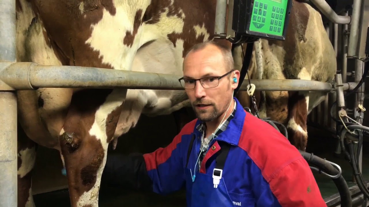Koeien melken! Weet jij wat een slotgat, dip of oxytocine is?
