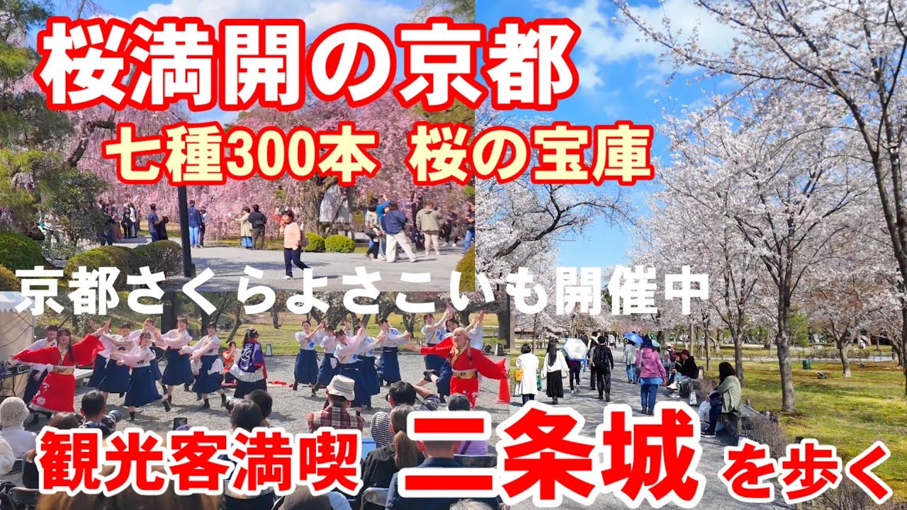 4/6(日)桜満開の京都🌸7種300本の桜咲き誇る世界遺産二条城を歩く【4K】京都さくらよさこいも開催中！Cherry blossoms at Nijo Castle