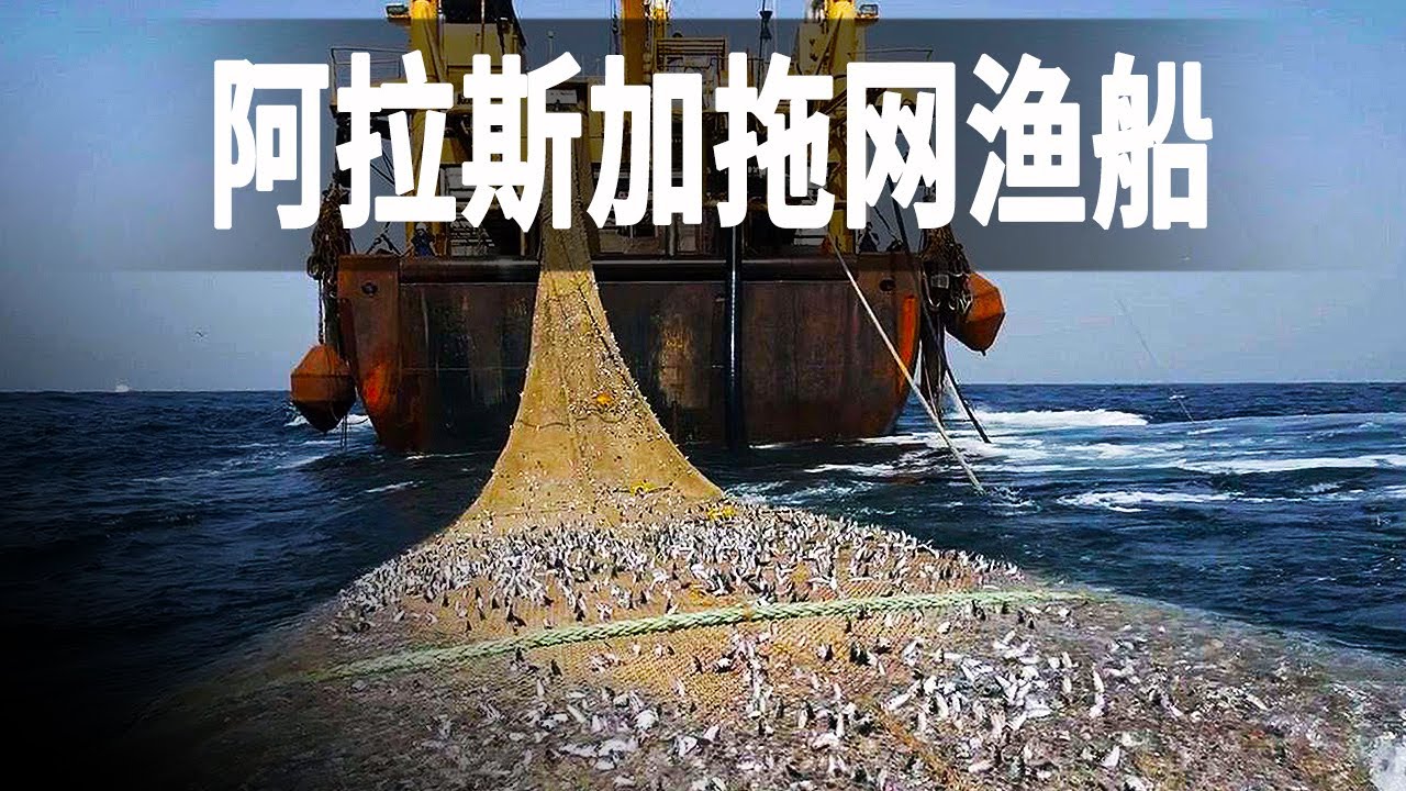 阿拉斯加最先進的拖網漁船，一網裝下180噸狹鱈，專捕有魚子的魚