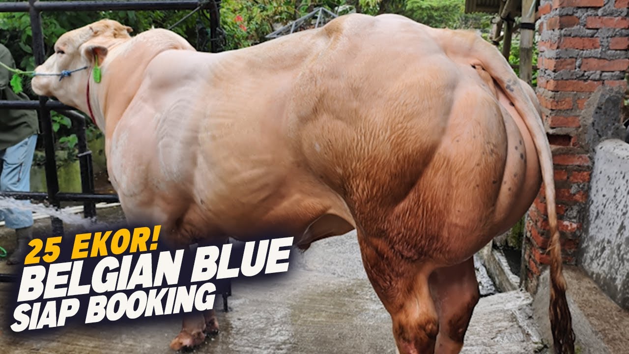 25 ekor Sapi Belgian Blue Siap Booking, Sapi langka  Siap Pindah Kandang ke Irfan Hakim