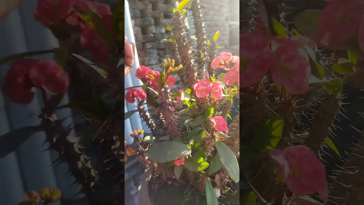 #nature roofgarden# viral roofgarden#afternoon#