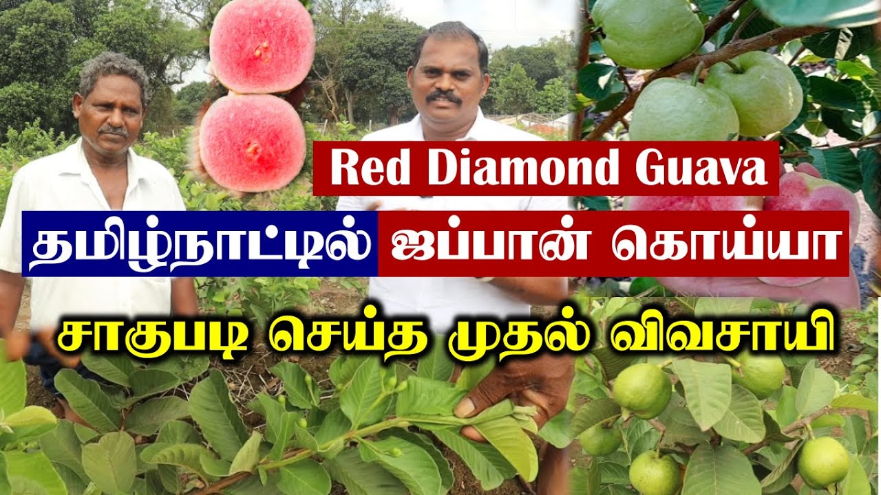 ஒரே செடியில் 15கிலோ காய்கள் | அதிக சுவை கொண்ட ஜப்பான் கொய்யா | Japan Guava | Red Diamond Guava