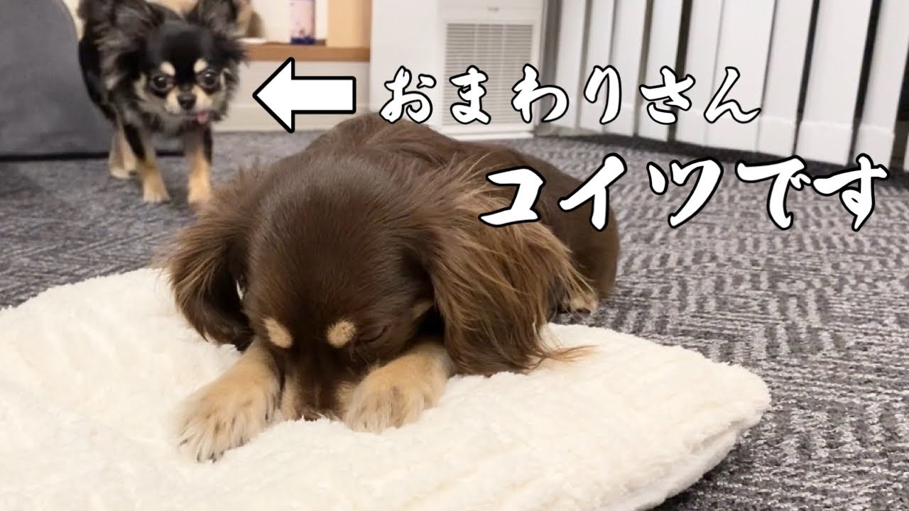 意地の悪いチワワに敗北した結果泣きじゃくるチワックスがこちら【子犬】