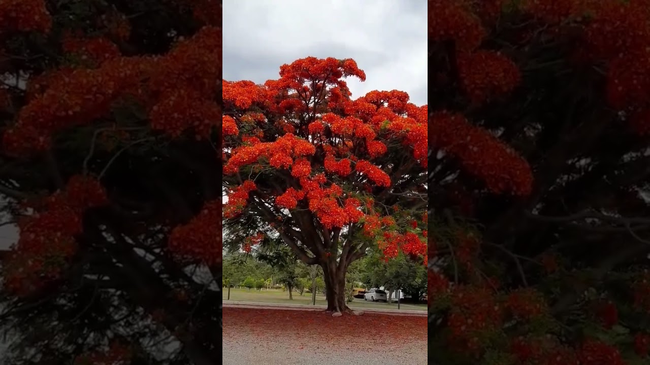 Flamboyant 20/10/22