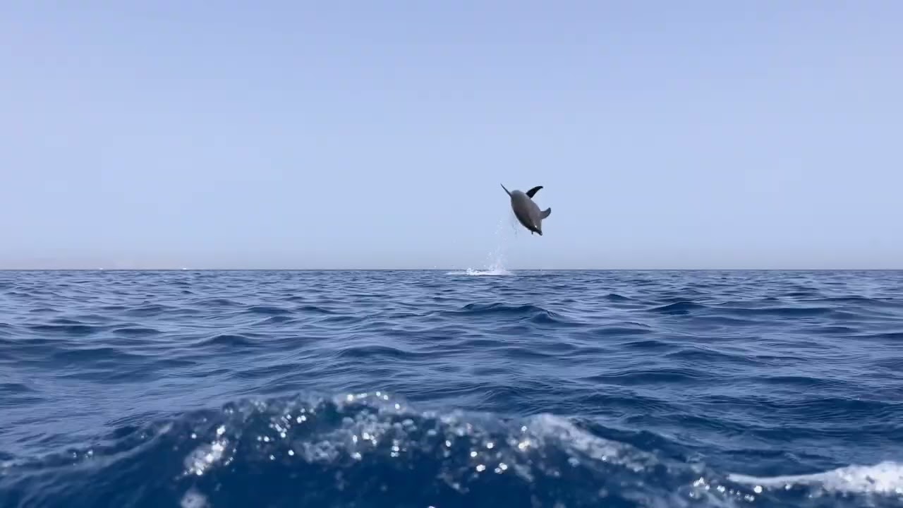 Delfin springt aus dem Wasser