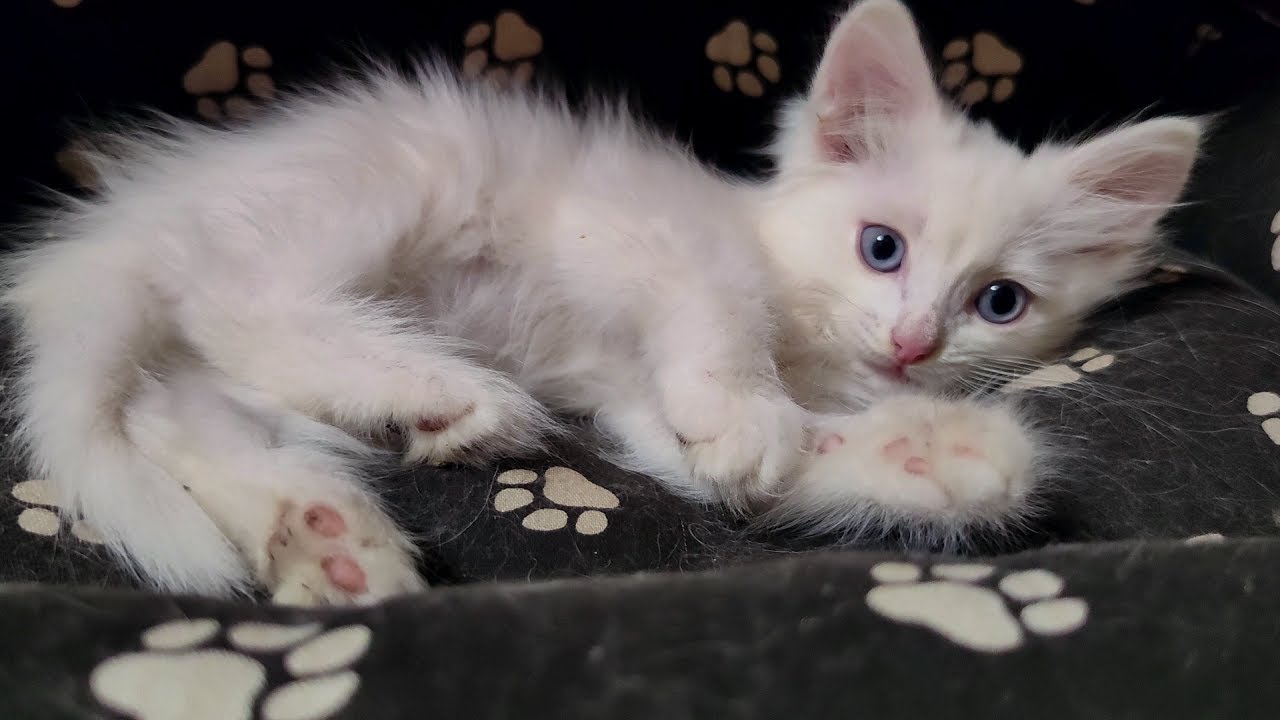 Мой любимый белый котенок Микки.