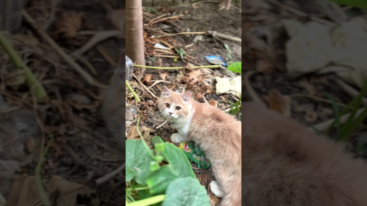 cat love cute kittens #catlover #catuu #cat #virall #subscribe #channel