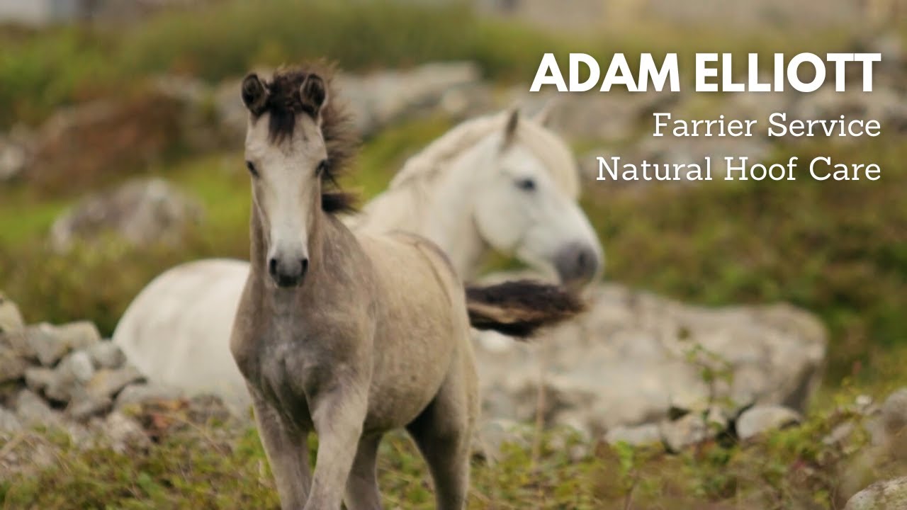 Introducing Adam Elliott - Farrier Service, Natural Hoof Care Practitioner