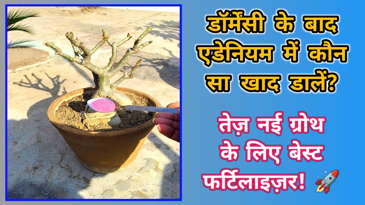 डॉर्मेंसी के बाद एडेनियम में कौन सा खाद डालें? तेज़ नई ग्रोथ के लिए बेस्ट फर्टिलाइज़र |@Baghwani695 