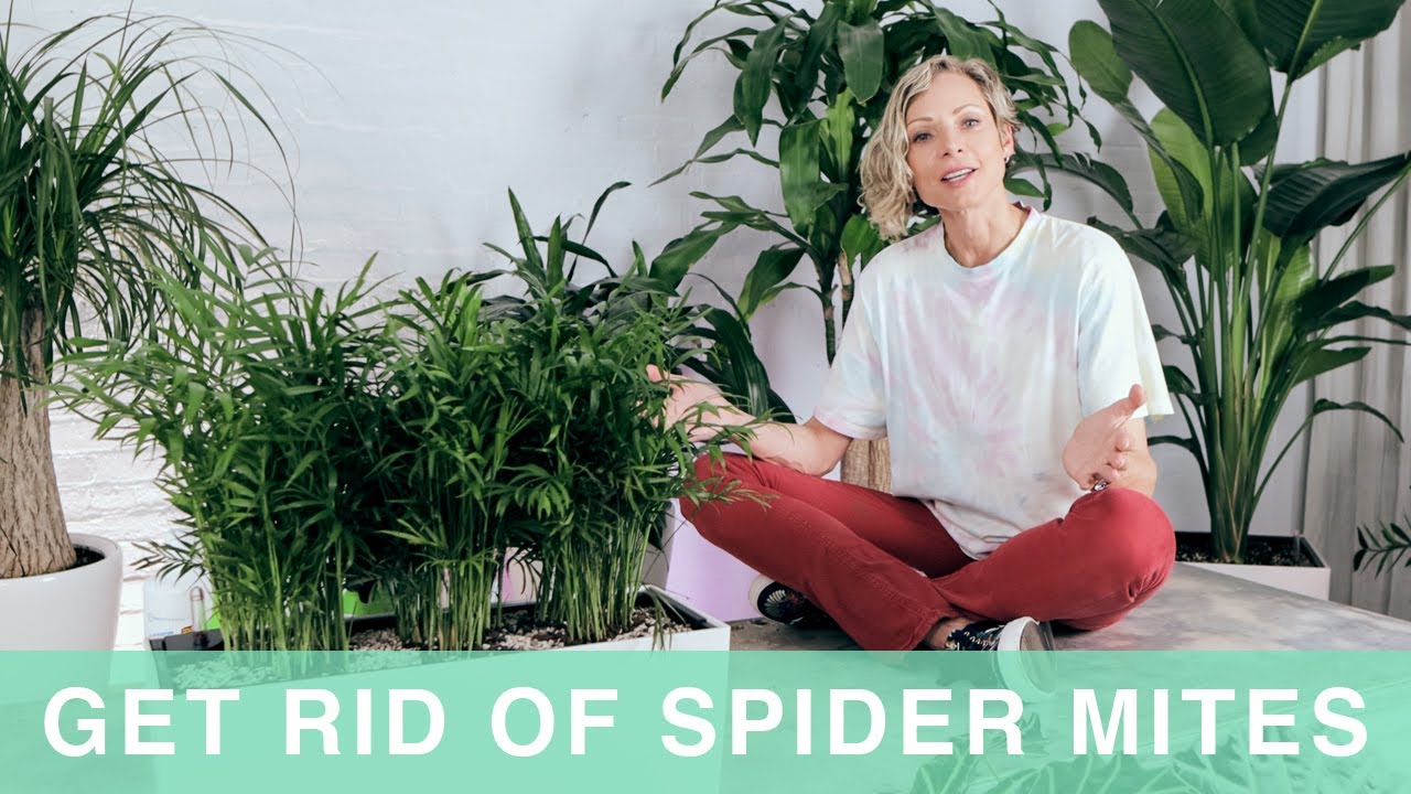 Как избавиться от паутинного клеща на комнатных растениях