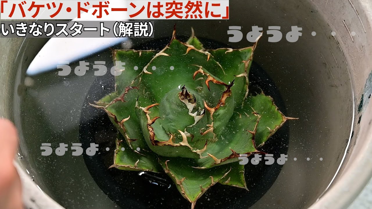 そうだ、アガベの土を丸洗いしよう。【#植物管理編】