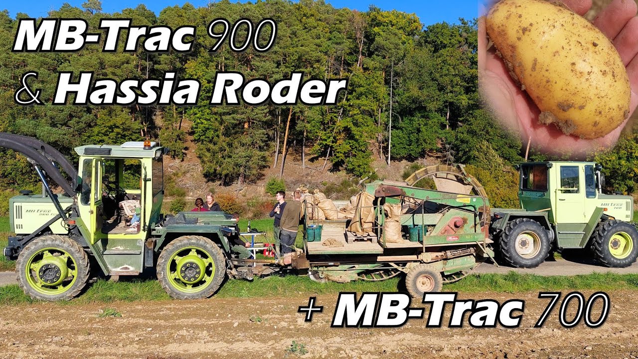 Mit dem 900er MB-Trac die Speise-Kartoffeln Roden? MB-Trac  700 als Verstärkung -  Hassia Roder