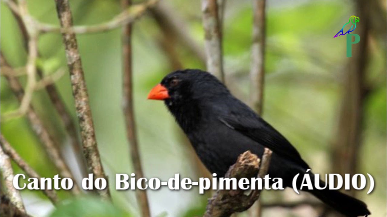 Canto do Bico-de-pimenta (ÁUDIO)