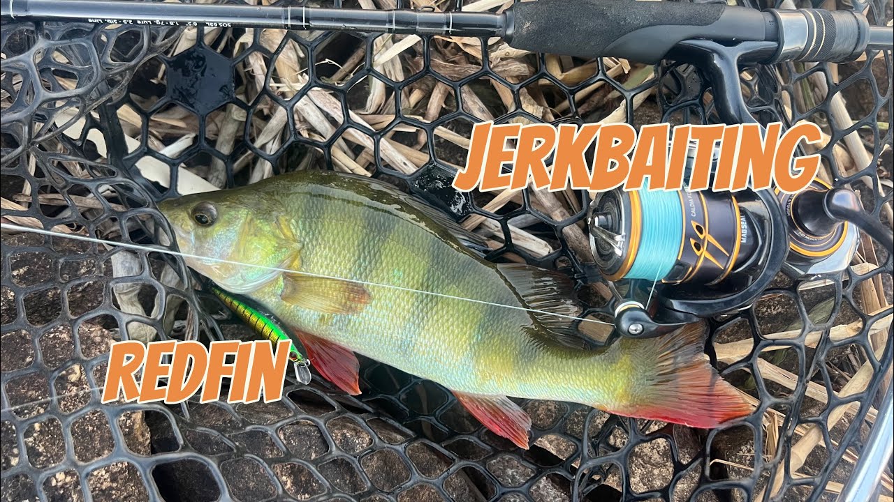 Land based lure fishing for redfin