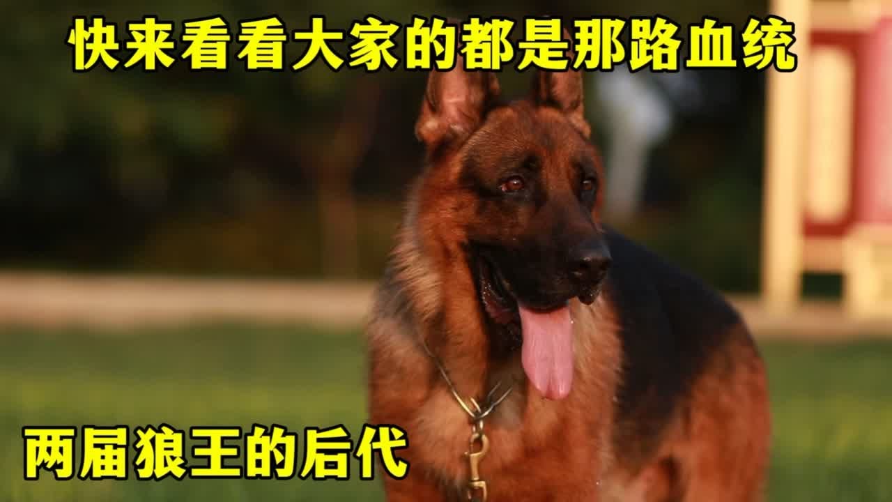 德牧中的两大主流血系，时至今日后代遍布各地，快来看看你家有吗