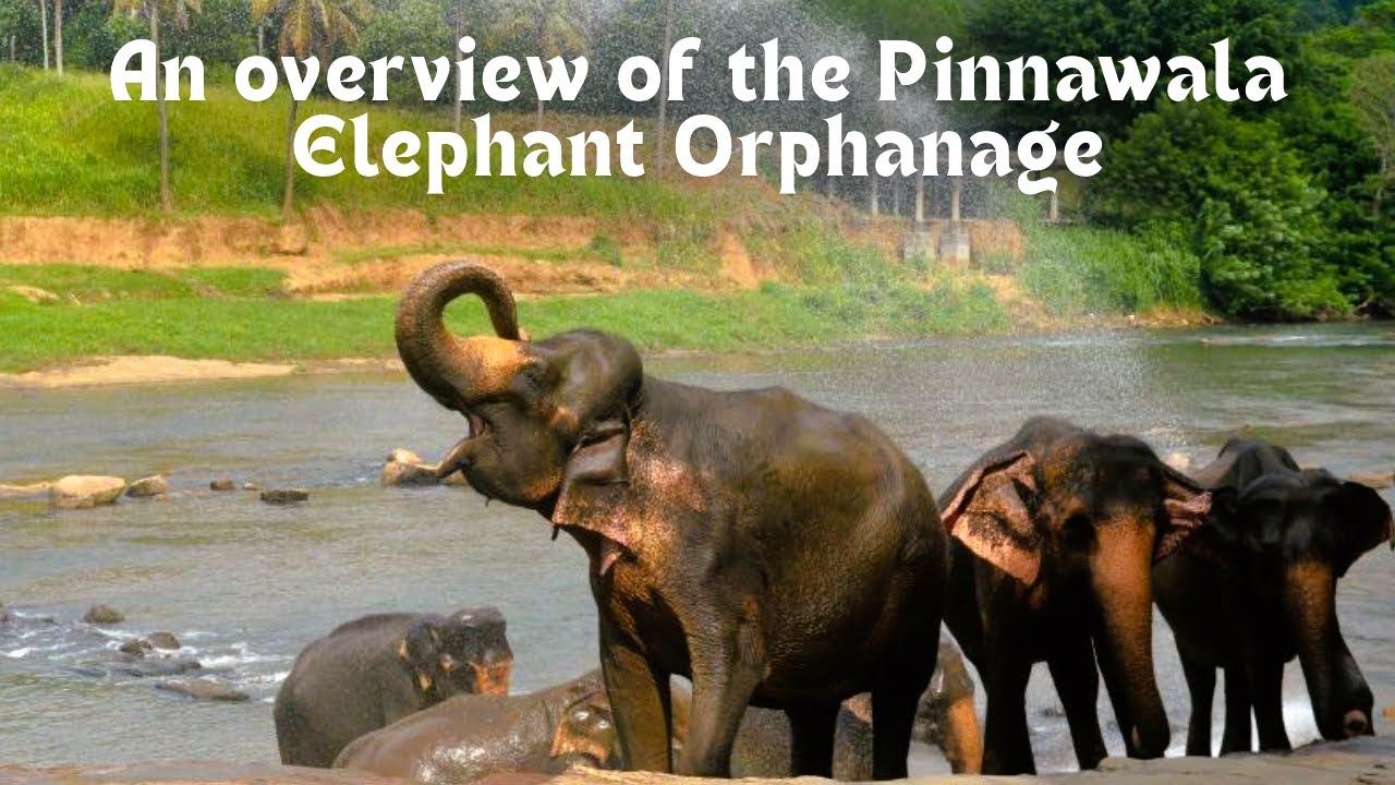 An overview of the Pinnawala Elephant Orphanage