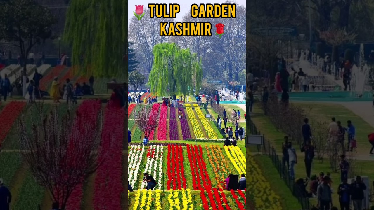 Kashmir Ka Tulip Garden | Tulip Festival 2024 | Kashmir&rsquo;s Tulip Garden in first week of opening