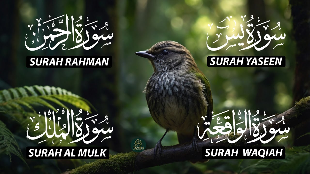 Magical Recitation Surah Yaseen (Yasin) | Surah Rahman | Surah Waqiah | Surah Mulk