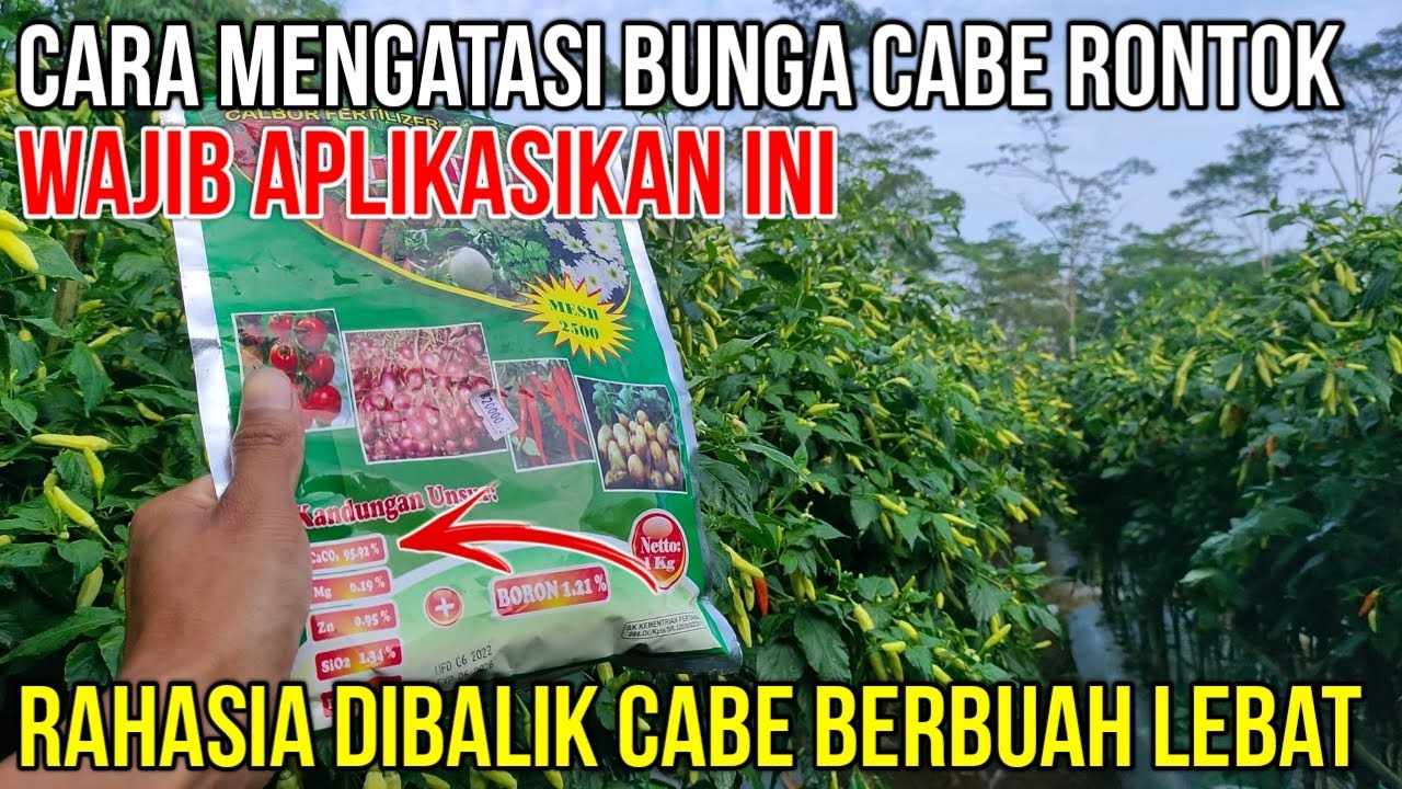 MENJAGA BUNGA CABE AGAR TIDAK RONTOK..!! Penyebab Bunga Cabe Rontok Dan Cara Mengatasinya