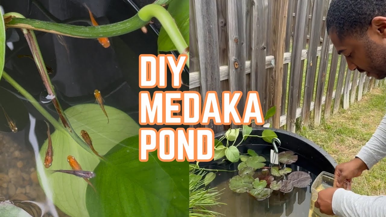 DIY Medaka Pond Makeover - Peaceful Fish Oasis At Home!