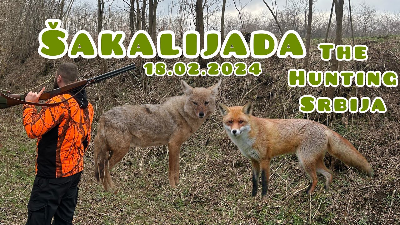 The Hunting Srbija - Lov na lisicu i sakala 2024 / Hunting fox and coyote 2024