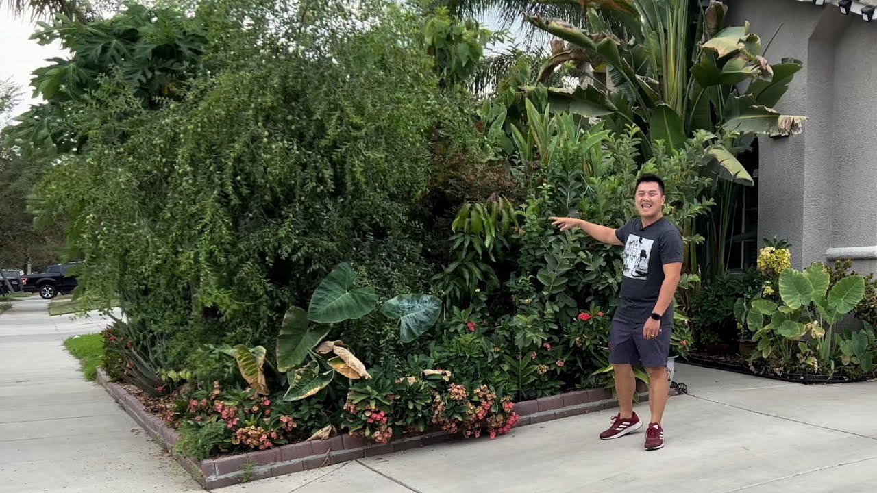 No Space? Super Dense Tropical Food Forest Tour (Front Yard)