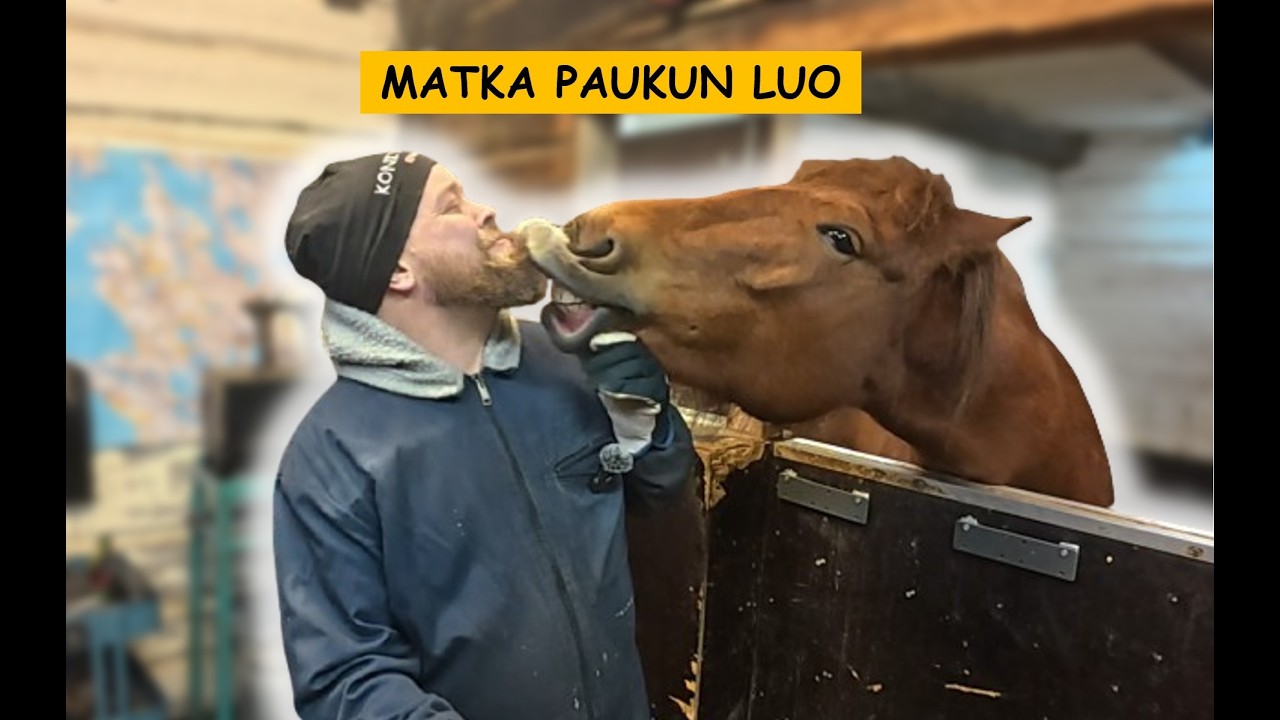 Kaikki meidän hevosemme: Pitkä matka Paukun luo ❤️