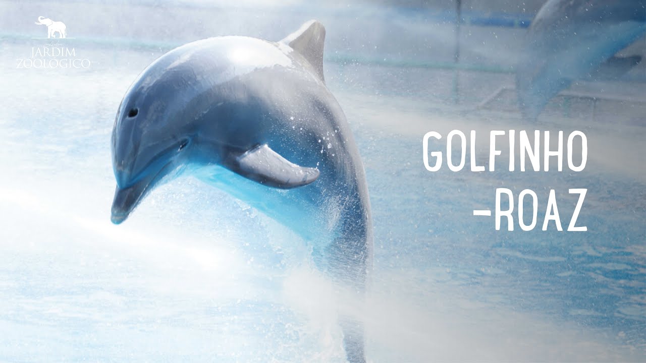 Golfinho-roaz | Jardim Zoológico