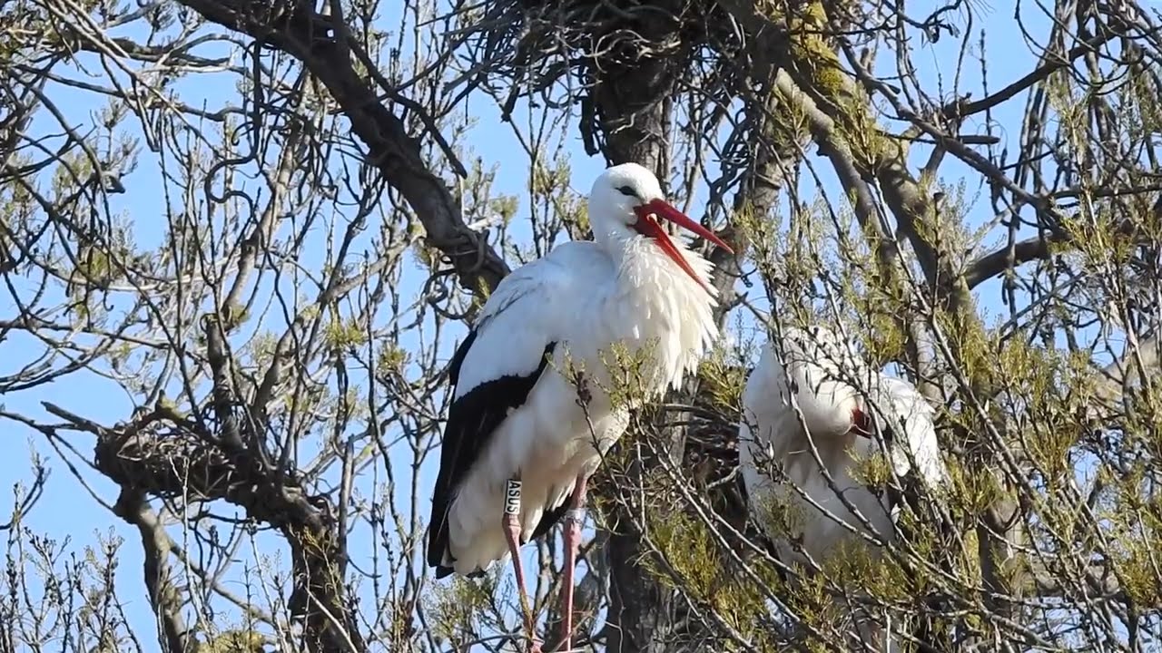 Les cigognes (Ciconia ciconia)  leur nid au mois de février !Storks on their nest in February!