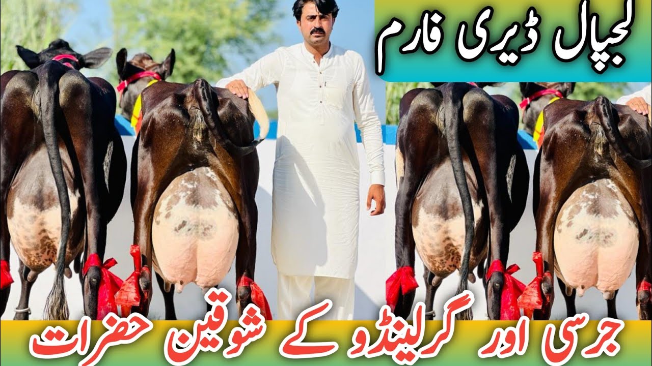 Lajpal Dairy Farm | Jersey cows And Garlando cows | Big cows | Australian Friesian cows