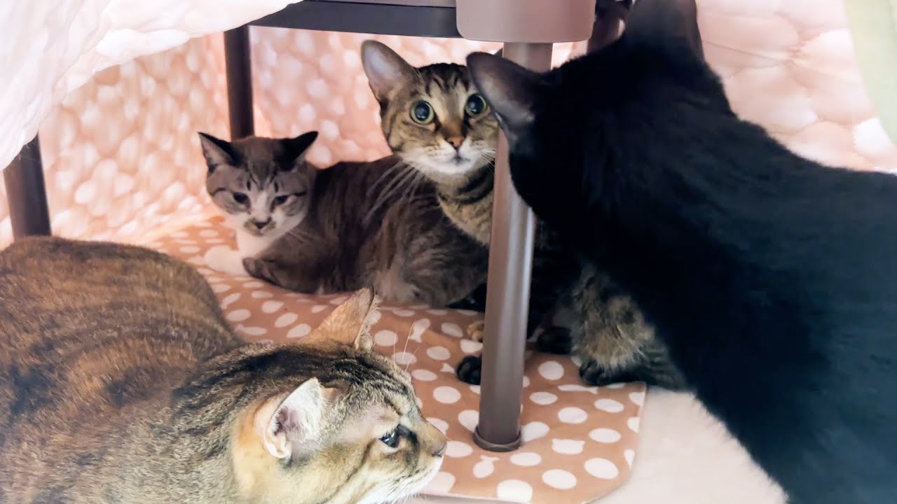 こたつの中を開けたら猫まみれで可愛さ満点の空間でした！