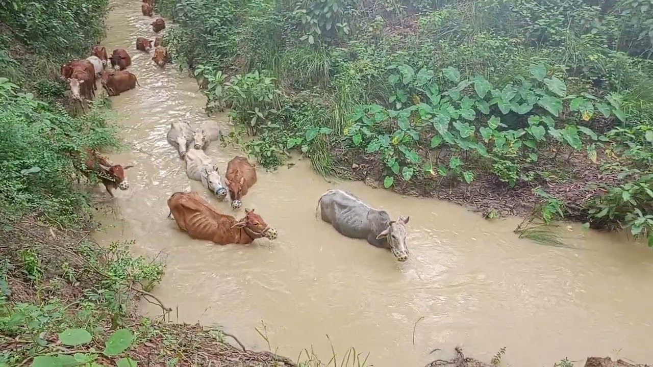 এই খালই ওদের একমাত্র রাস্তা। এই এলাকায় রাস্তাঘাটের অভাব