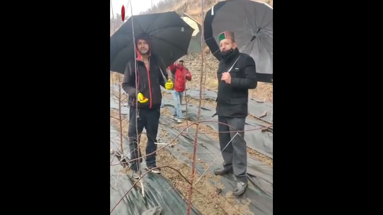 HDP Gala Pruning on Seedling | Himalayan Farming | Apple Plant Pruning