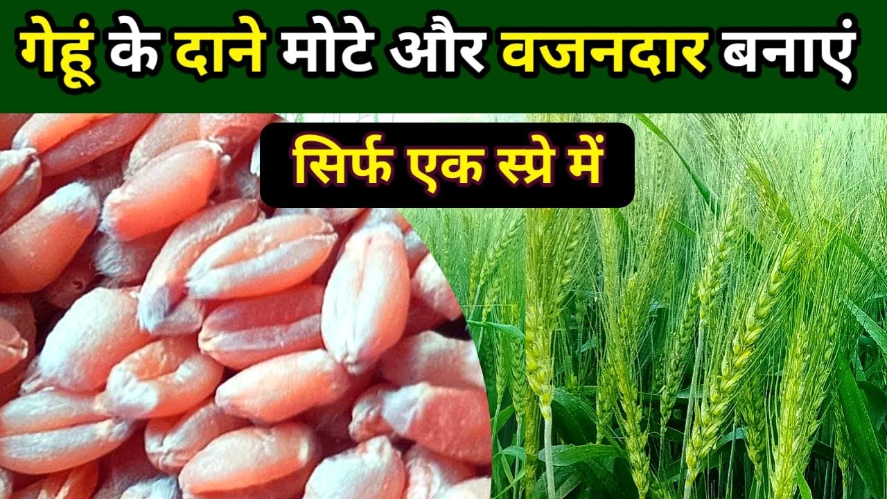 गेहूं के दाने मोटे और वजनदार कैसे बनाएं | गेहूं की बालियां लंबी कैसे करें | गेहूं की खेती 