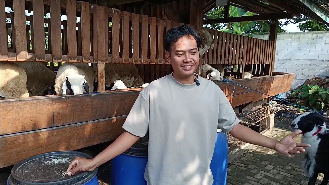 Amunisi Wayfarm Trah Domba Legend Eps 1 #domba #dombakontes #viral #fyp #short #trending