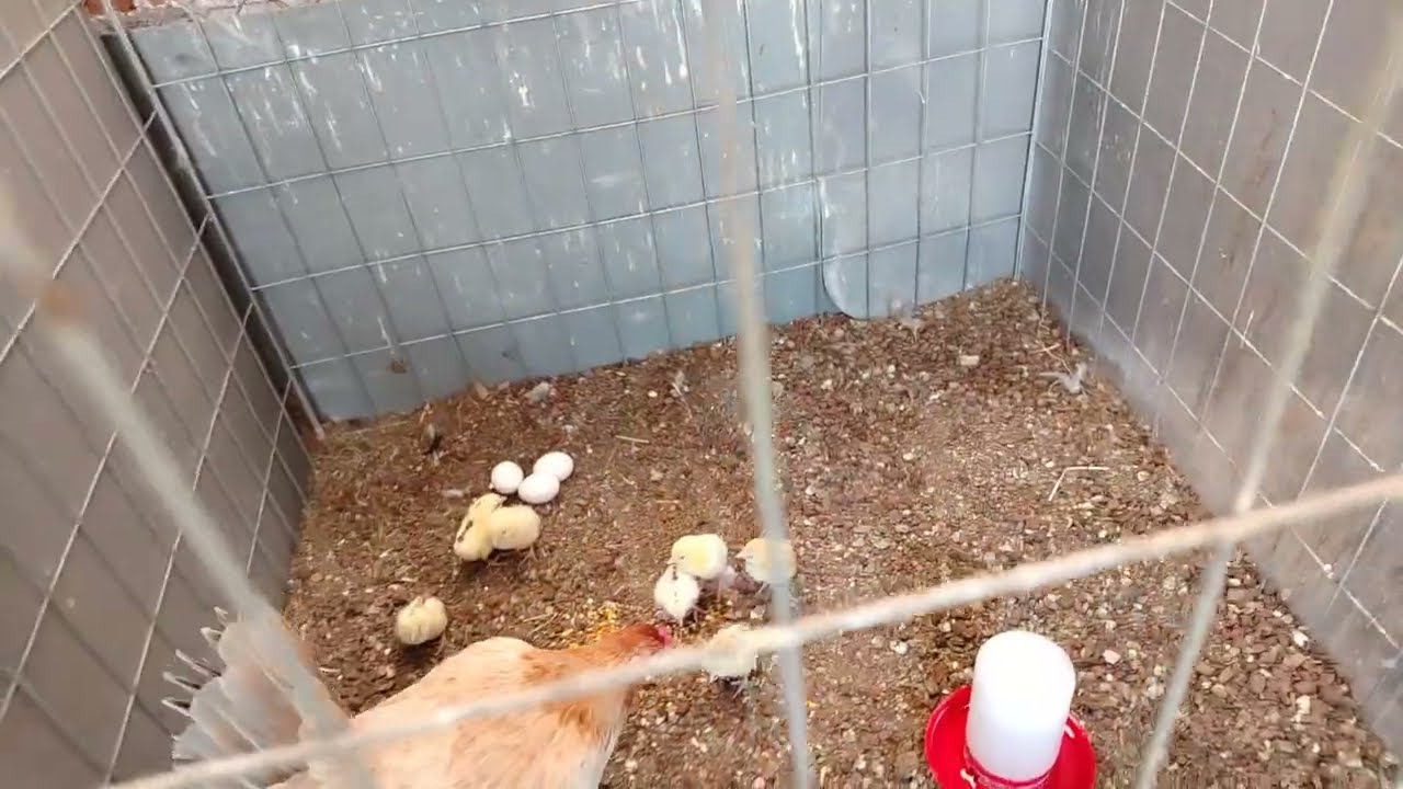 Los primeros pollos de la temporada 🐣/ mostrando el crecimiento de los pollos EP - 1| Rancho MM 🐓