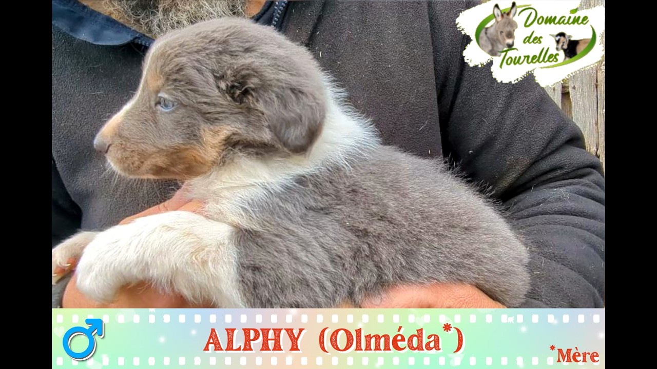 Diaporama de ALPHY (mâle 1 d'Olmeda* - 2025/2026)