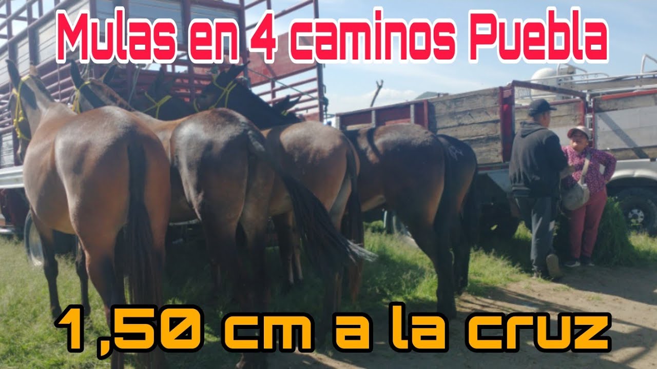 MULAS - CABALLOS Y BURROS - CUATRO CAMINOS PUEBLA - @ElRanchoyyoTagDominguez